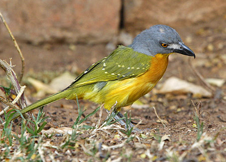 Grey-headed Bush-shrike